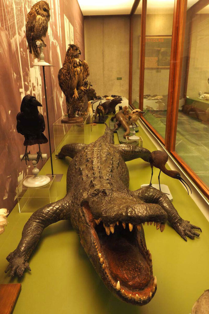 Museu Darder de Banyoles